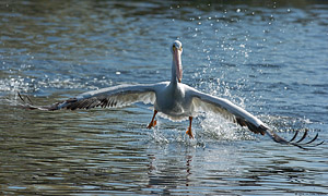 PelicanTakeoff_head-on_1379