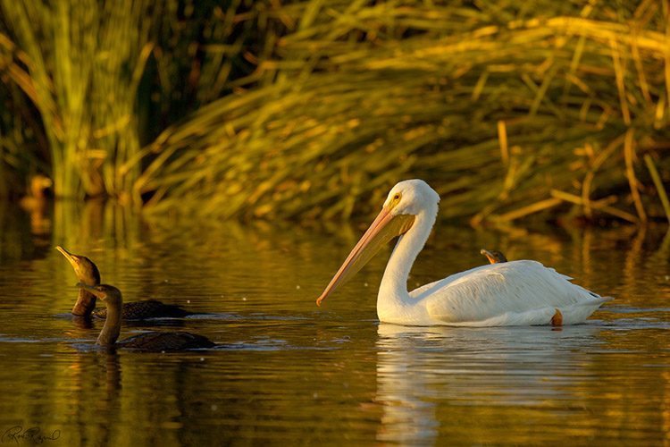Pelican_Cormorants_sunset_X7575