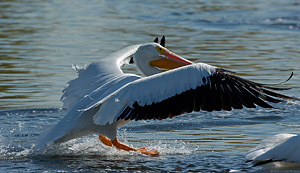 Pelican_Landing_1394