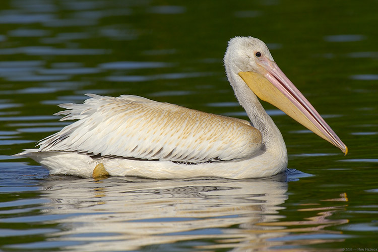 Pelican_X5373 Pelican_X5373