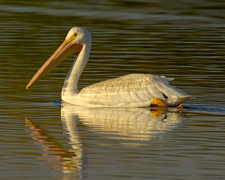 Pelican_X5611