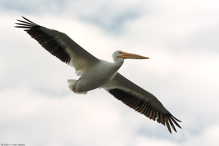 Pelican_flight_0268