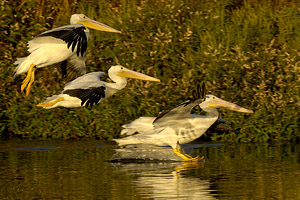 Pelican_sunsetLanding_X5629