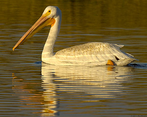 Pelican_sunset_X5608