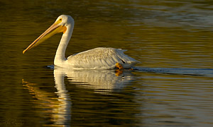 Pelican_sunset_X5617