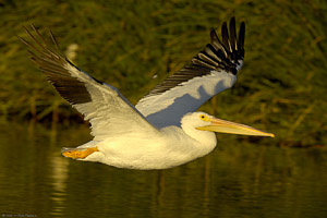 Pelican_sunset_X5633