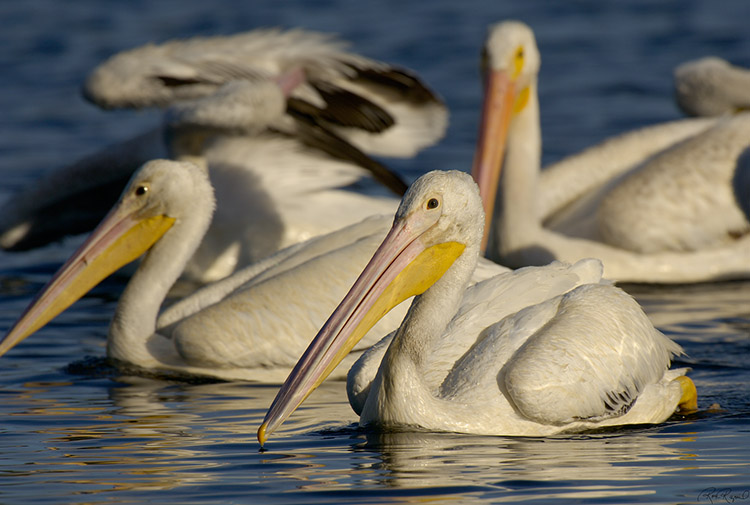 Pelicans_X5514 Pelicans_X5514