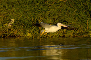 WhPelican_SunsetFly-in_X5625