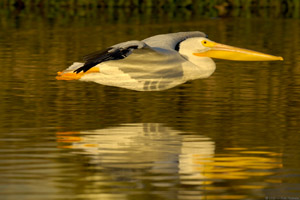 WhPelican_SunsetFly-in_X5634