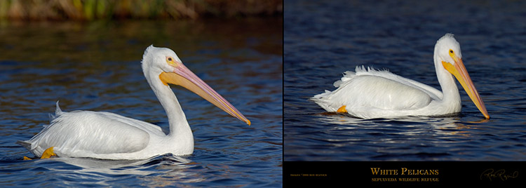 WhitePelicans_SepulvedaWR WhitePelicans_SepulvedaWR