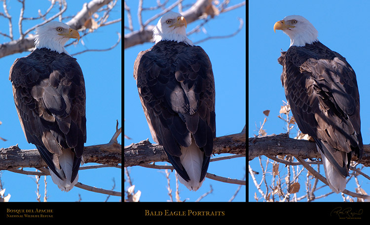 BaldEaglePortraits_Bosque_delApache_XL BaldEaglePortraits_Bosque_delApache_XL