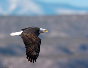 BaldEagle_3390
