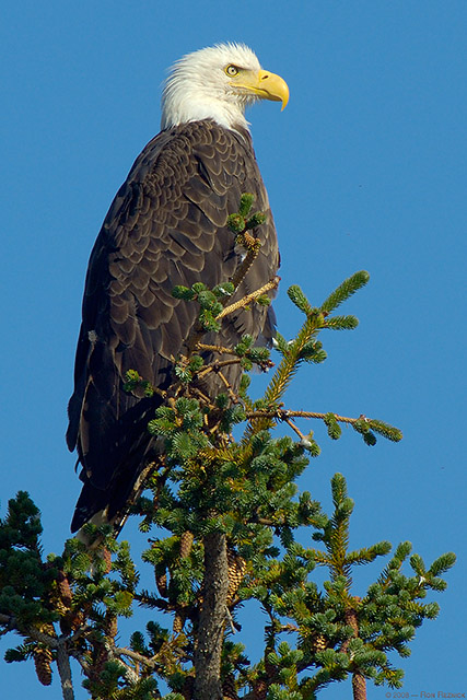 BaldEagle_X3769