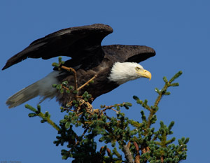 BaldEagle_X3782