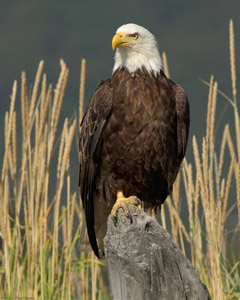 BaldEagle_X3892