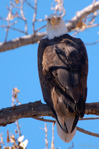 BaldEagle_X6582