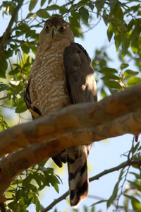 CoopersHawk_0521
