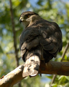 CoopersHawk_0554