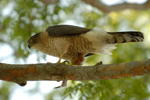 CoopersHawk_3205