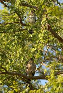 CoopersHawk+Juv_0588