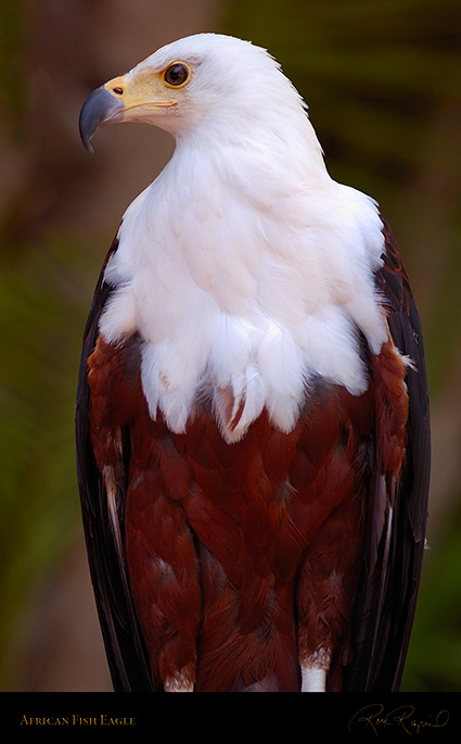 African_FishEagle_HS6374