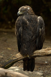 GoldenEagle_7577