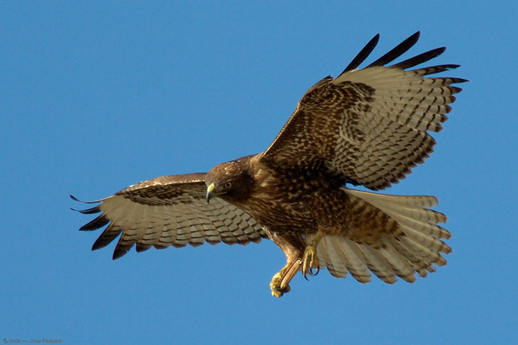 HarlansRedTail_4296