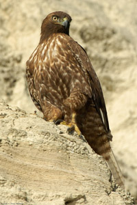 HarlansRedTail_4316