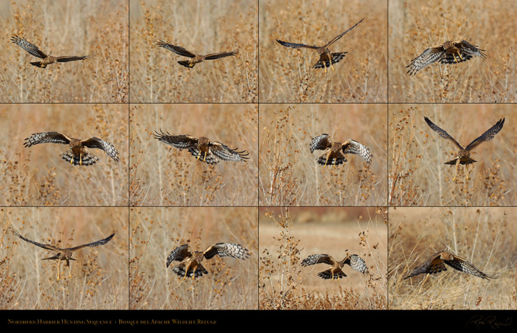 NorthernHarrier_HuntingSequence_XXL
