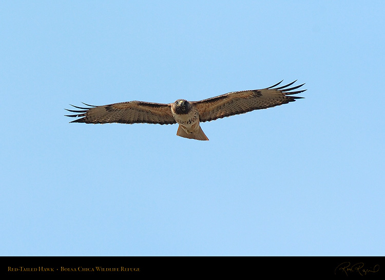 Red-Tailed_Hawk_3325