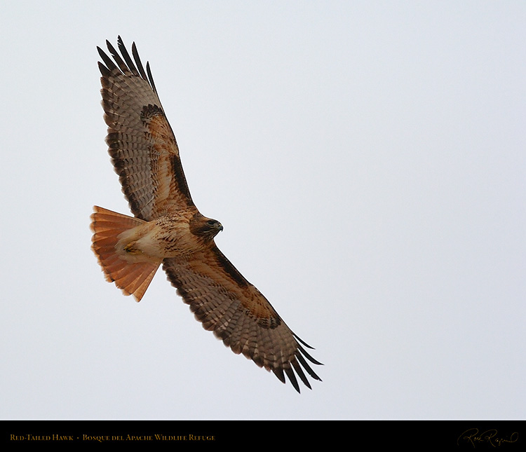 Red-Tailed_Hawk_5639M