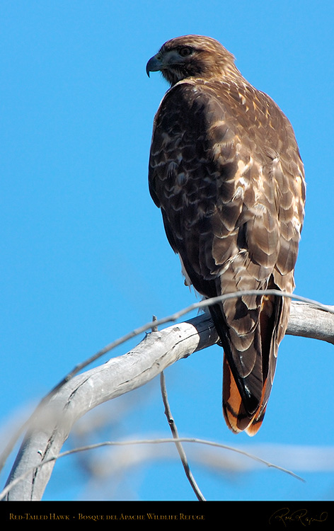 Red-Tailed_Hawk_5002M