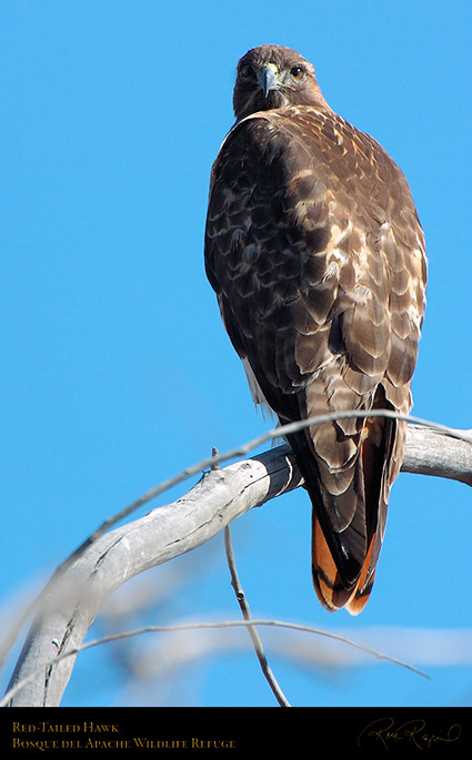 Red-Tailed_Hawk_5006