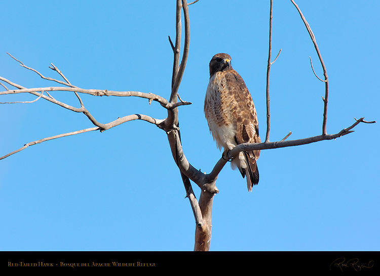 Red-Tailed_Hawk_6080
