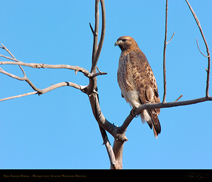 Red-Tailed_Hawk_6082M