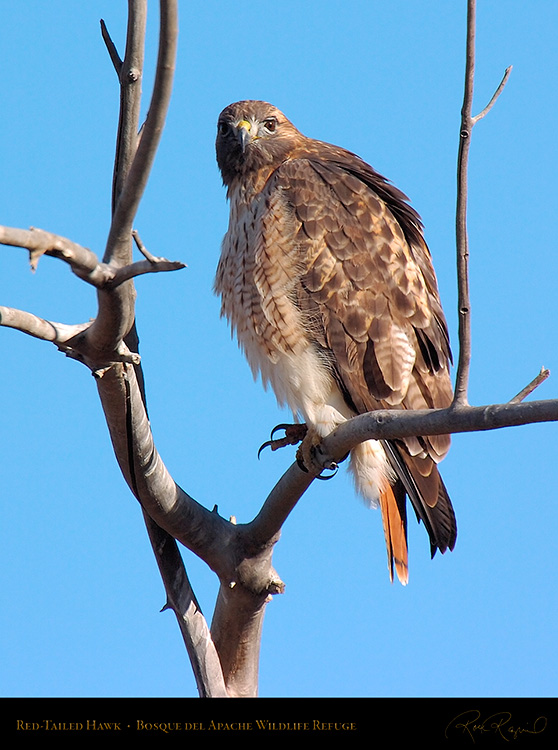 Red-Tailed_Hawk_6086c