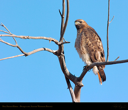 Red-Tailed_Hawk_6090M