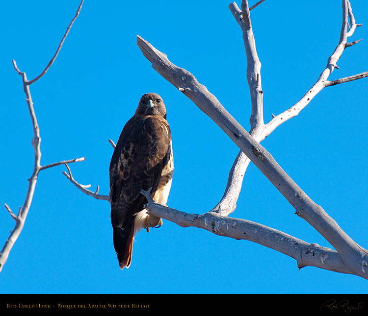 Red-Tailed_Hawk_X9056M
