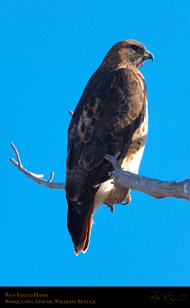 Red-Tailed_Hawk_X9066
