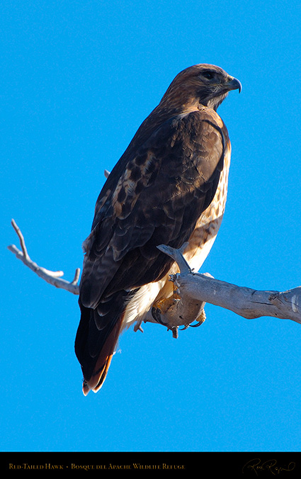 Red-Tailed_Hawk_X9073M