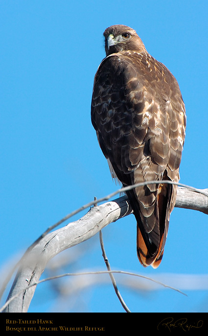 Red-Tailed_Hawk_5004