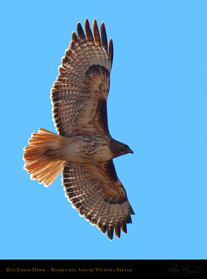 Red-Tailed_Hawk_X9047
