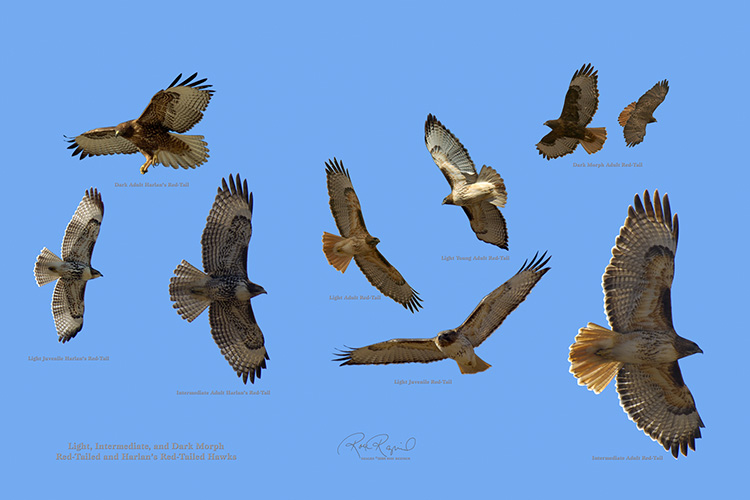 Hawks_Lt+Int_Harlans_and_RedTails_wLegend
