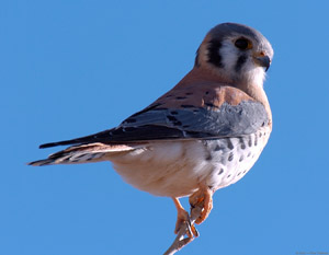 Kestrel_5035