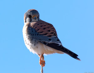 Kestrel_6045