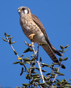 Kestrel_HS3121