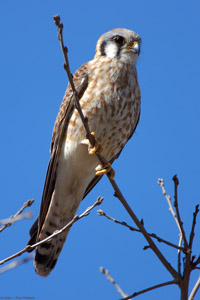 Kestrel_HS3234