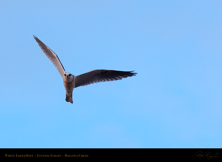 White-Tailed_Kite_EveningFlight_HS6130