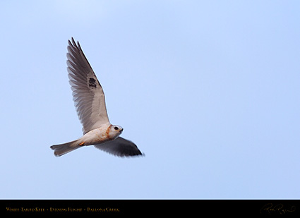 White-Tailed_Kite_EveningFlight_HS6138