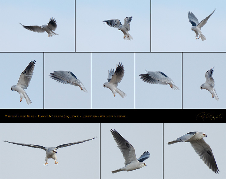 White-Tailed_Kite_HoveringSequence_SXL